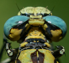 Ophiogomphus morrisoni