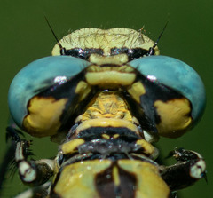 Ophiogomphus morrisoni