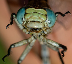 Ophiogomphus morrisoni