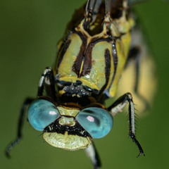Ophiogomphus morrisoni