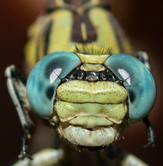 Ophiogomphus morrisoni
