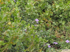 Barleria obtusa