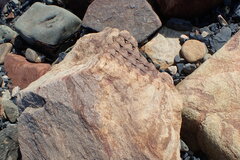 Lepidodendrales