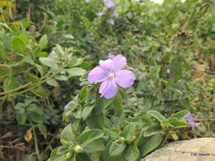 Barleria obtusa