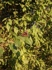 Vanessa atalanta