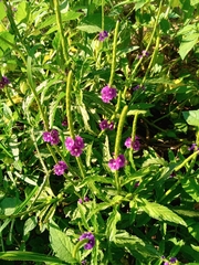 Stachytarpheta angustifolia