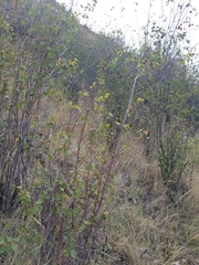 Amelanchier cusickii