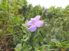 Barleria obtusa