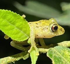 Pristimantis latidiscus