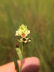 Ludwigia suffruticosa