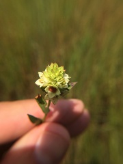 Ludwigia suffruticosa