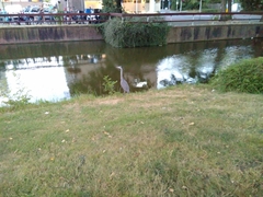 Ardea cinerea