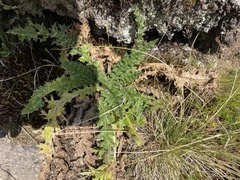 Cirsium spinosissimum
