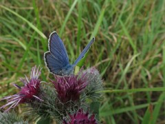 Plebejus argyrognomon