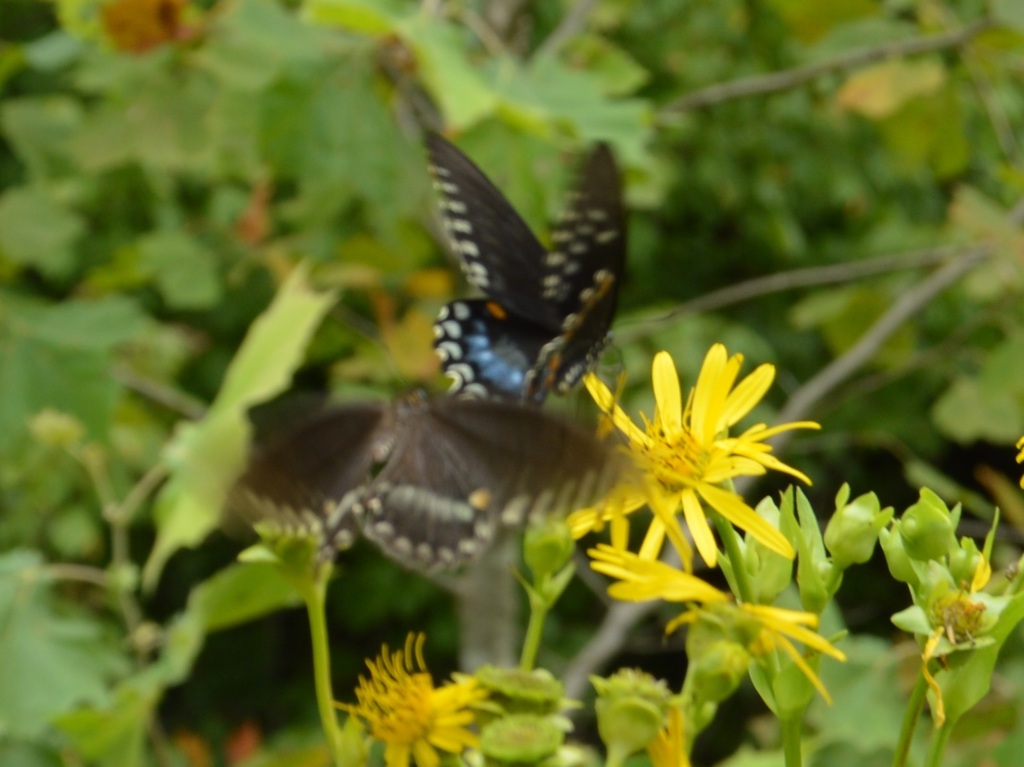 Spicebush Swallowtail from 100 Cove Spring Rd, Frankfort, KY 40601, USA