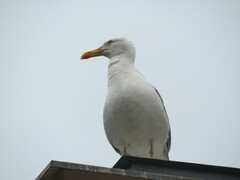 Larus argentatus