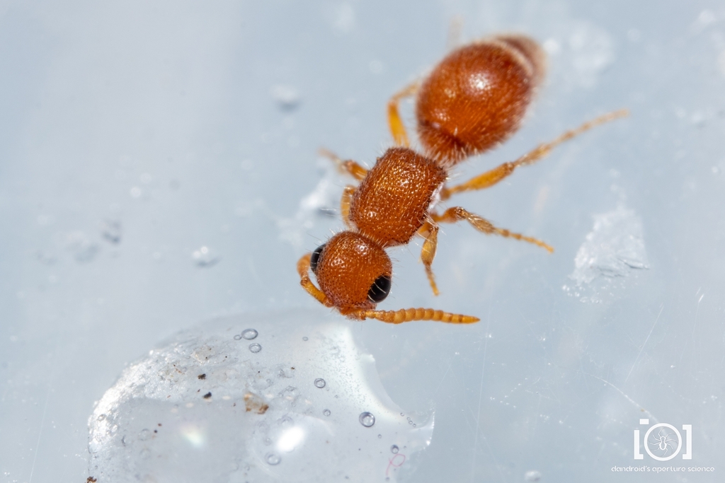 Photomorphus spinci