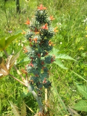 Ricinus communis