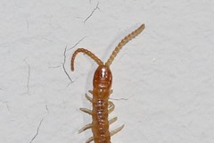 Geophilus carpophagus