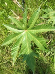 Ricinus communis