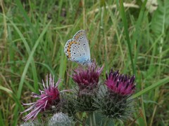 Plebejus argyrognomon