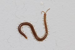 Geophilus carpophagus