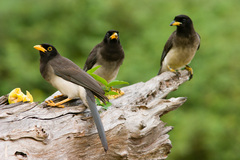 Brown Jay photo 1