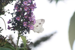 Pieris napi