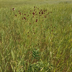 Sanguisorba officinalis