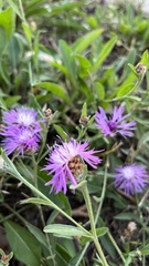 Centaurea jacea