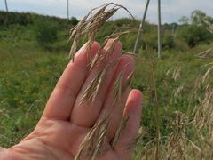 Bromus riparius