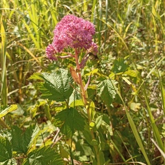 Hylotelephium telephium