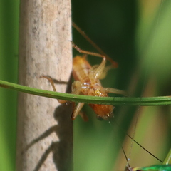 Conocephalus attenuatus