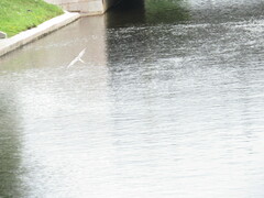 Sterna hirundo