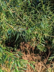 Vanessa atalanta