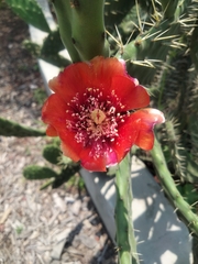 Opuntia