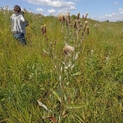 Cirsium arvense vestitum
