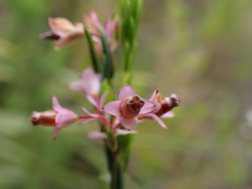 Image of Erica taxifolia by (c) Ren Hoekstra, some rights reserved (CC BY)