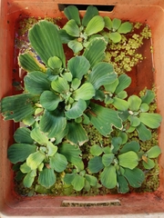 Pistia
