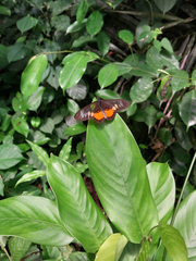 Acraea peneleos peneleos