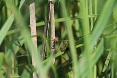 Conocephalus attenuatus