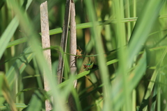 Conocephalus attenuatus