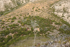 Aspalathus nickhelmei