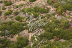 Aspalathus nickhelmei