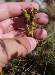 Pedicularis rostratocapitata
