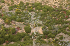 Aspalathus nickhelmei