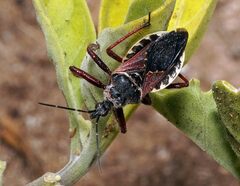 Apiomerus floridensis