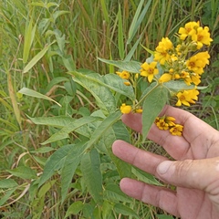 Lysimachia vulgaris
