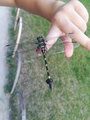 Sinictinogomphus clavatus