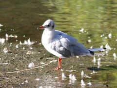 Chroicocephalus ridibundus
